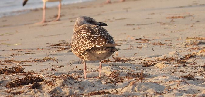 Heringsmöwe  - Jarosław Słowikowski