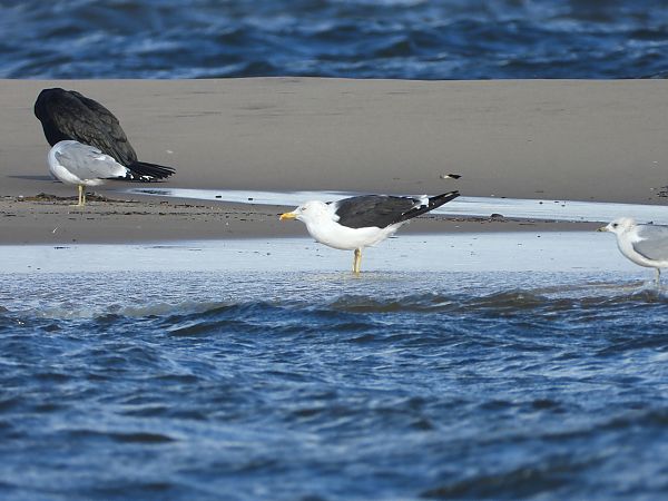 Heringsmöwe (ssp. fuscus) 