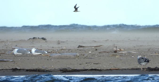 Schmarotzerraubmöwe 