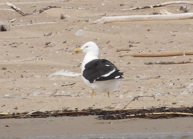 Goéland de la Baltique 