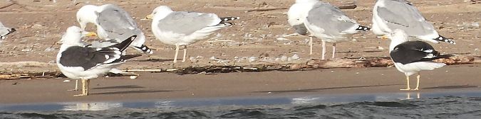 Goéland de la Baltique 