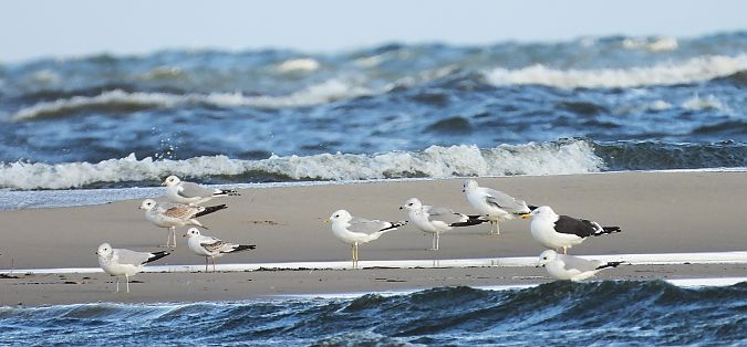 mewa siwa  - Jarosław Słowikowski