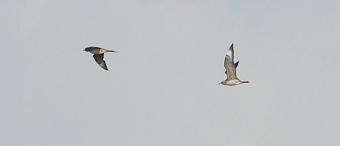 Schmarotzerraubmöwe 