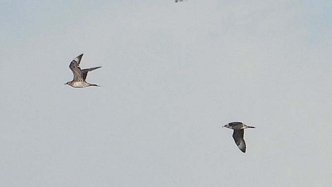 Schmarotzerraubmöwe 