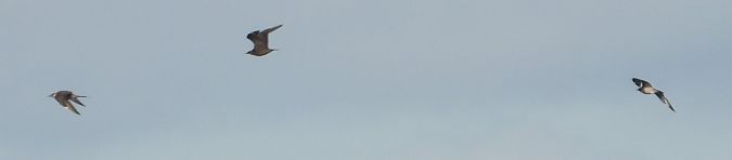 Schmarotzerraubmöwe 