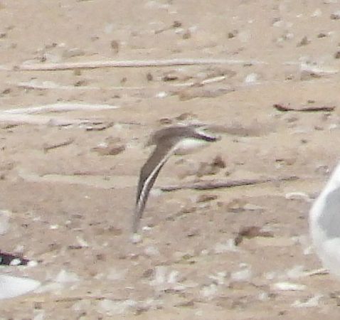 Alpenstrandläufer  - Jarosław Słowikowski