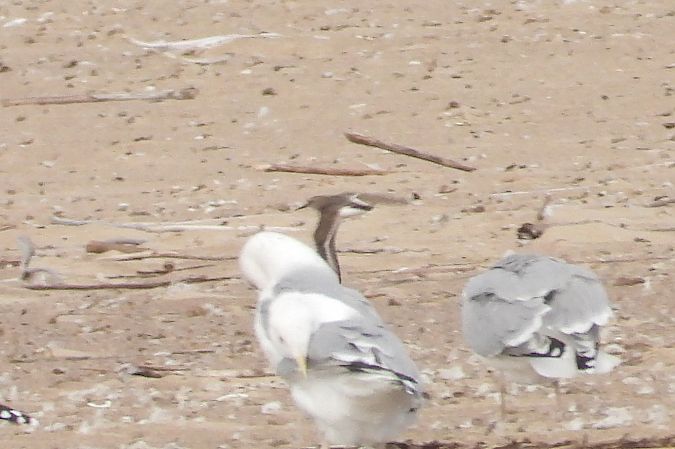 biegus zmienny  - Jarosław Słowikowski