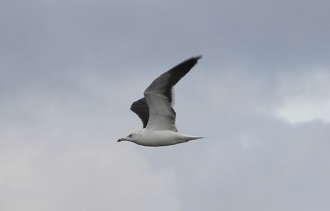 Goéland de la Baltique 