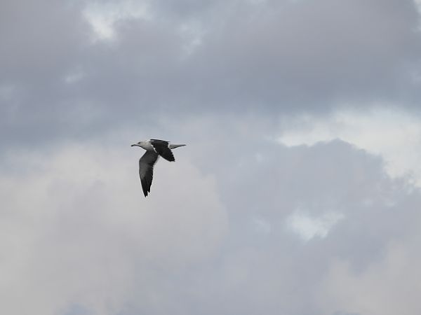 Goéland de la Baltique 