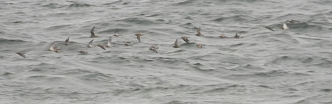 Goldregenpfeifer  - Jarosław Słowikowski