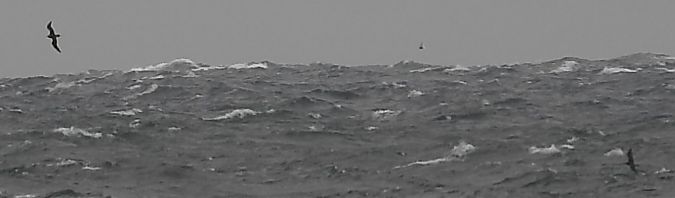 Skua / Jaeger, unidentified 