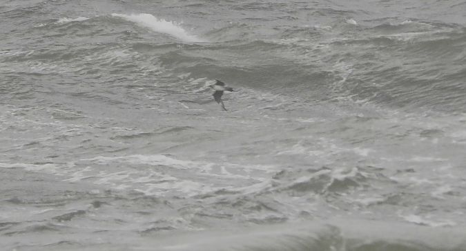 Schmarotzerraubmöwe 