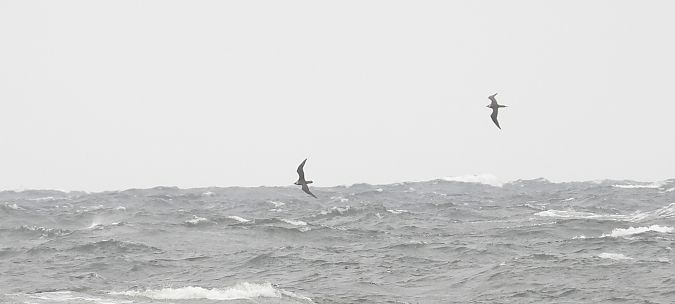 Schmarotzerraubmöwe 