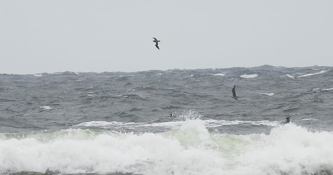 Schmarotzerraubmöwe 