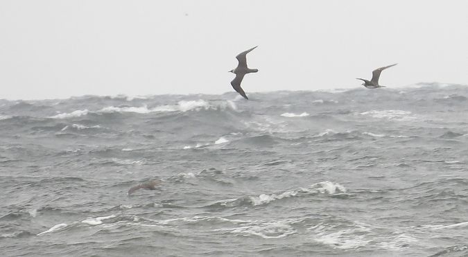 Schmarotzerraubmöwe 