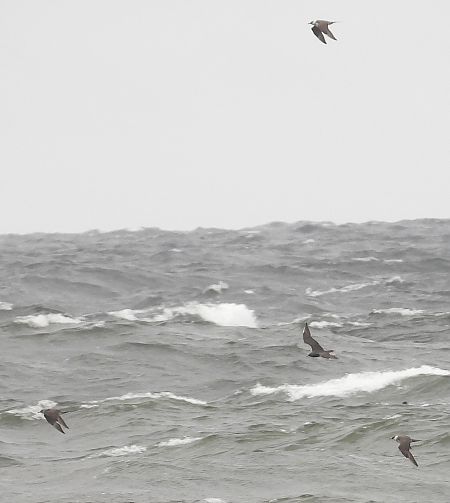 Schmarotzerraubmöwe 