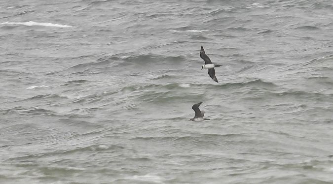 Schmarotzerraubmöwe 