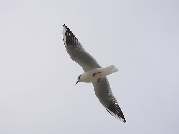 Mouette rieuse 