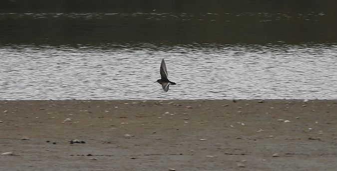 Meerstrandläufer 