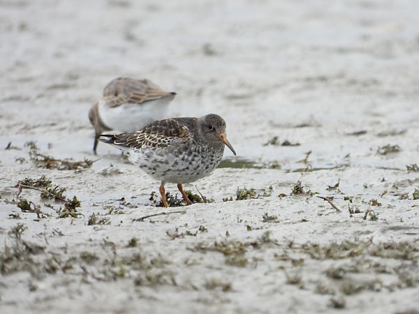 Meerstrandläufer 