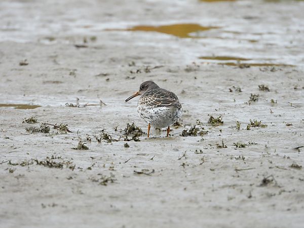Meerstrandläufer 