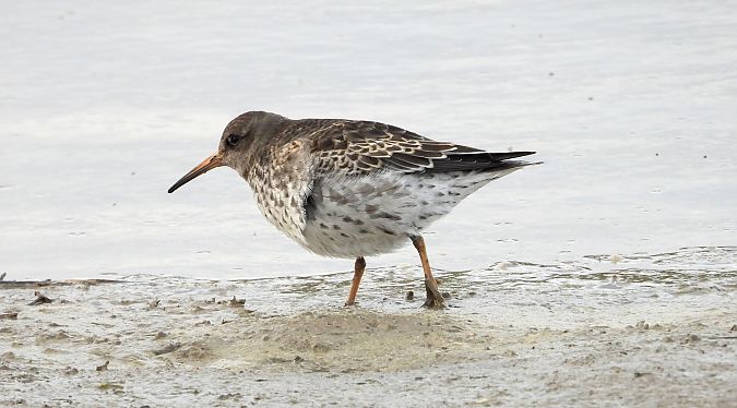 Meerstrandläufer 