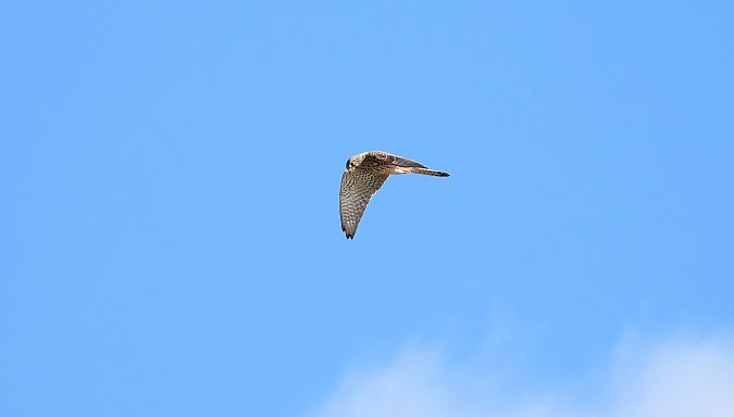 Common Kestrel 