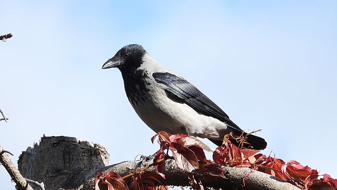 Hooded Crow 