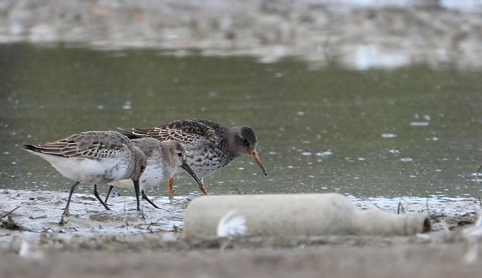 Alpenstrandläufer  - Jarosław Słowikowski