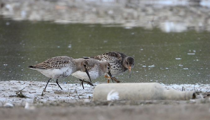 Bécasseau variable  - Jarosław Słowikowski