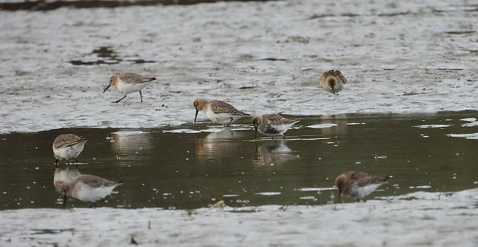 Alpenstrandläufer  - Jarosław Słowikowski