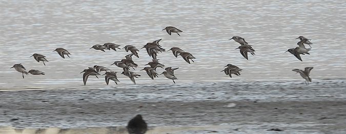 Alpenstrandläufer  - Jarosław Słowikowski