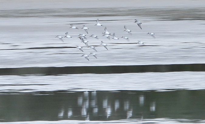 Bécasseau variable  - Jarosław Słowikowski