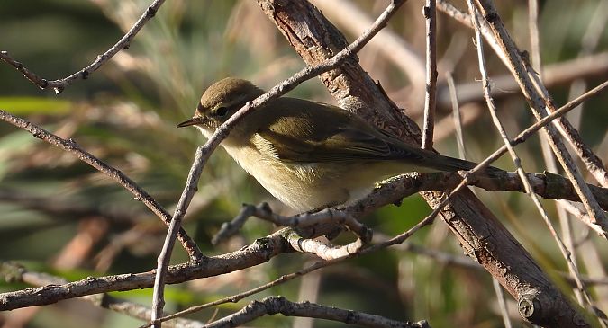 Common Chiffchaff 
