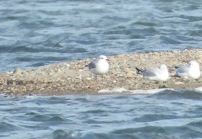 Mediterranean Gull 