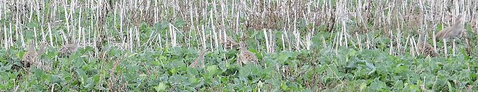 Rebhuhn  - Jarosław Słowikowski