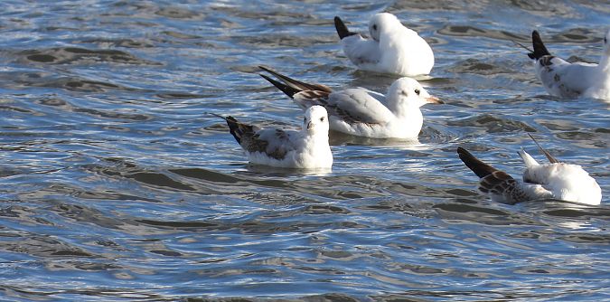 Mediterranean Gull 