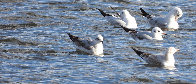 Mouette mélanocéphale 