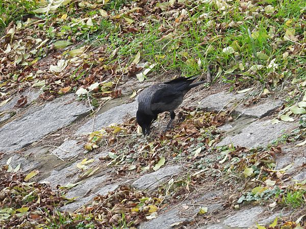 Hybrid Raben- x Nebelkrähe 