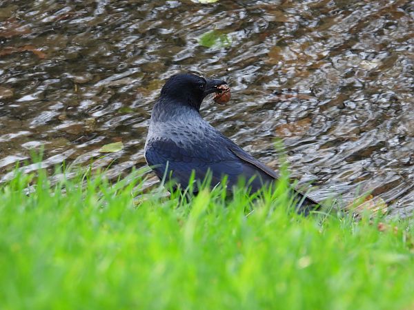 czarnowron x wrona siwa 