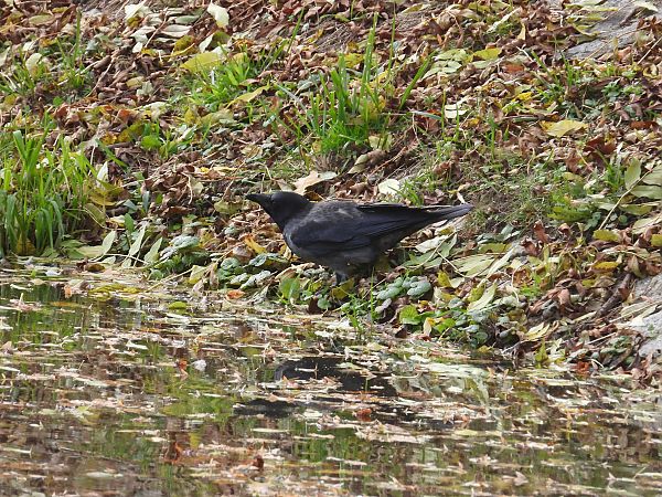 Hybride Corneille noire x mantelée 