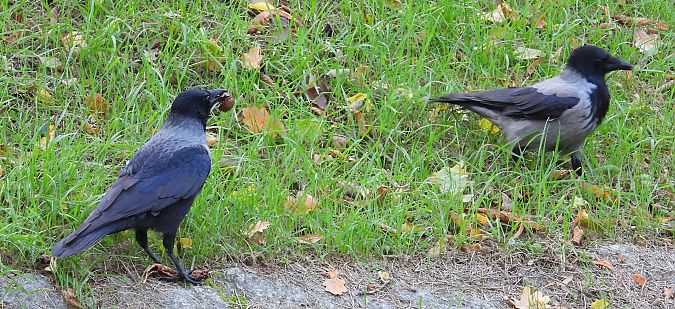 Hybrid Raben- x Nebelkrähe 