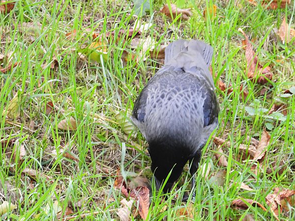 czarnowron x wrona siwa 