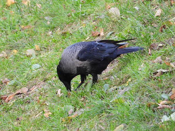 Hybride Corneille noire x mantelée 