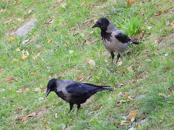 czarnowron x wrona siwa 