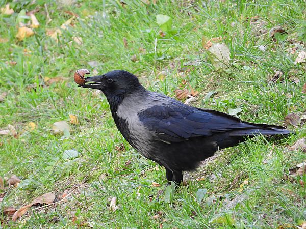 Hybride Corneille noire x mantelée 
