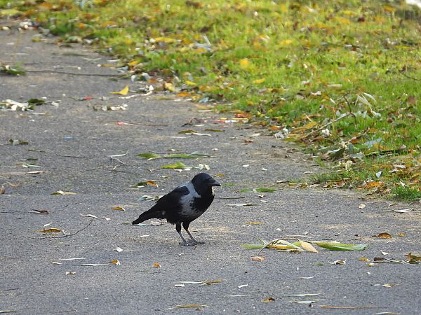 czarnowron x wrona siwa 