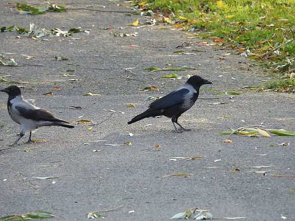 Hybride Corneille noire x mantelée 