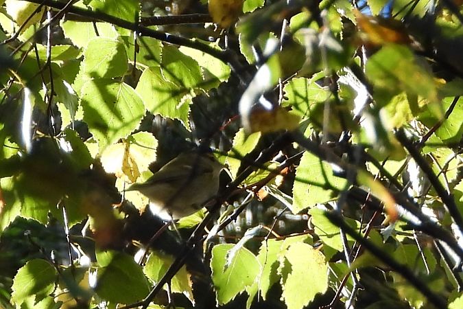 Tienschanlaubsänger  - Łukasz Krawczyk