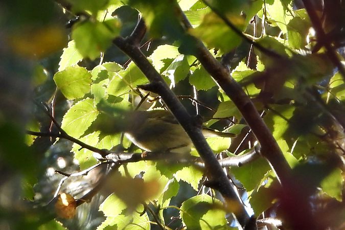 Pouillot de Hume  - Łukasz Krawczyk